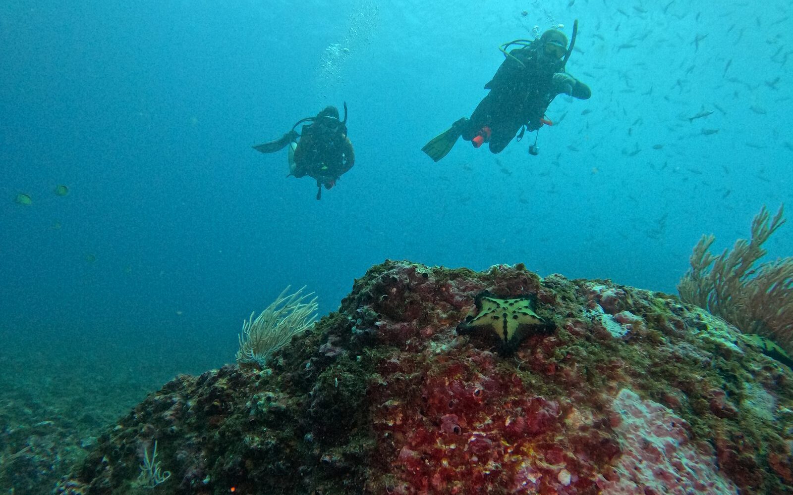 Buzo ajustando peso y flotabilidad, especialidad Flotabilidad Extrema (Peak Performance Buoyancy)