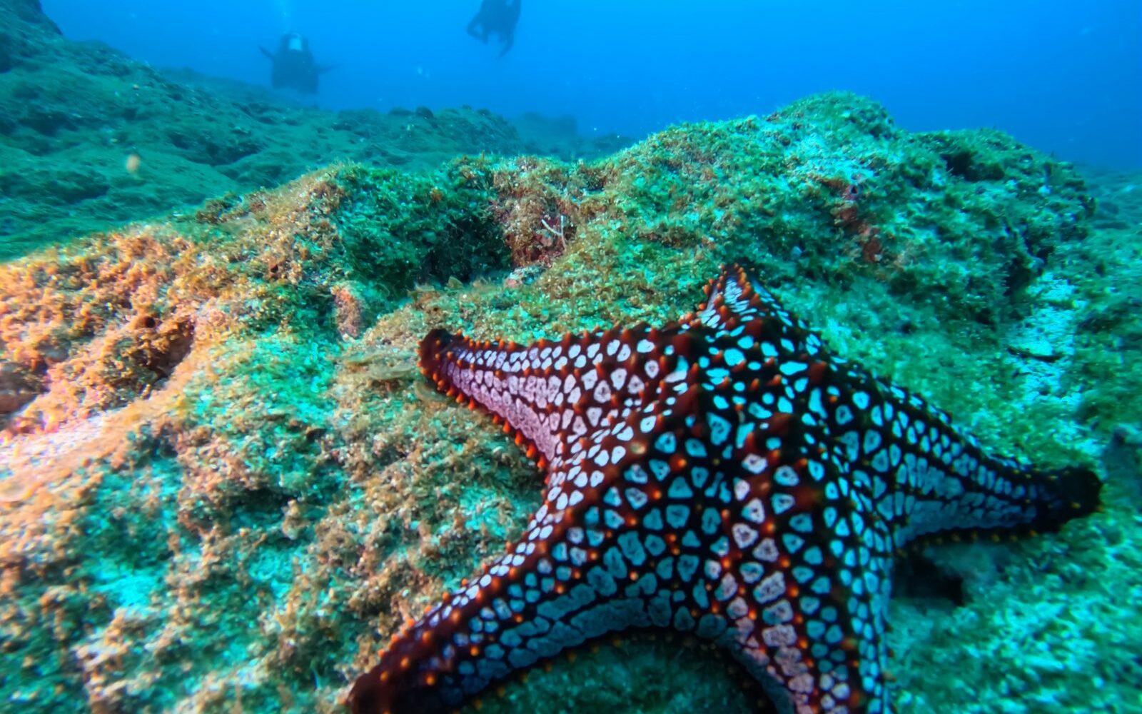 Buzos descendiendo en una inmersión profunda, especialidad Buceo Profundo