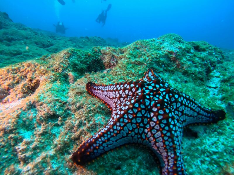 Buceo Profundo