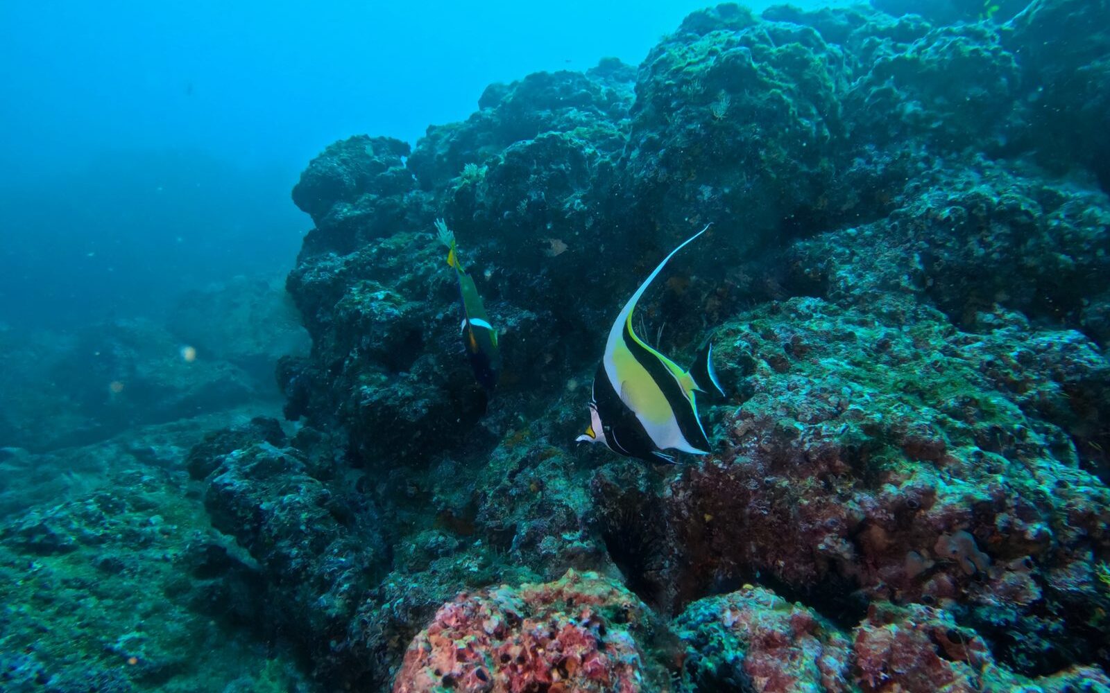 Buzos explorando un naufragio hundido, especialidad Barcos Hundidos